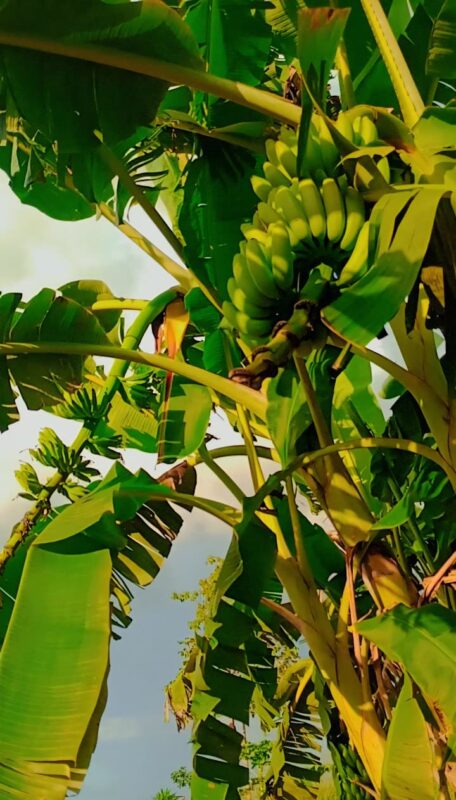 Prato Extra: Programa estadual que está revolucionando as escolas e garantindo o fortalecimento do campo no Acre | Cidade AC News – Notícias do Acre