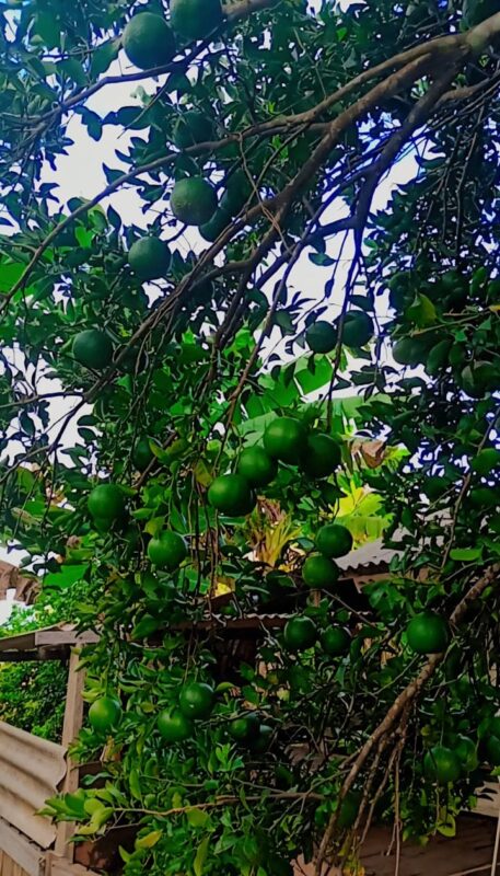 Prato Extra: Programa estadual que está revolucionando as escolas e garantindo o fortalecimento do campo no Acre | Cidade AC News – Notícias do Acre