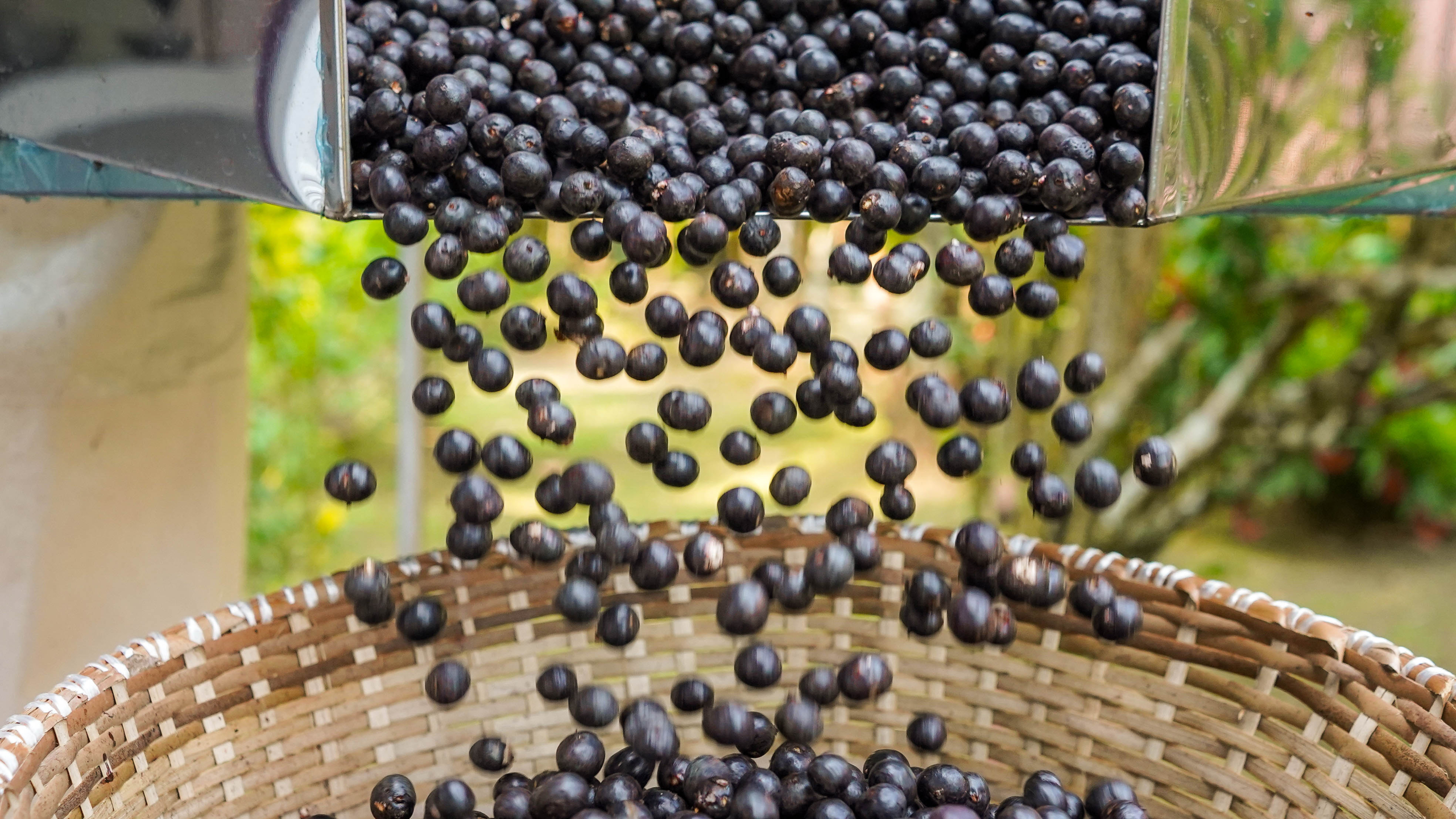 Vinho, café, fertilizante e tecnologia na colheita: versatilidade do açaí inspira empreendedores da Amazônia | Cidade AC News – Notícias do Acre