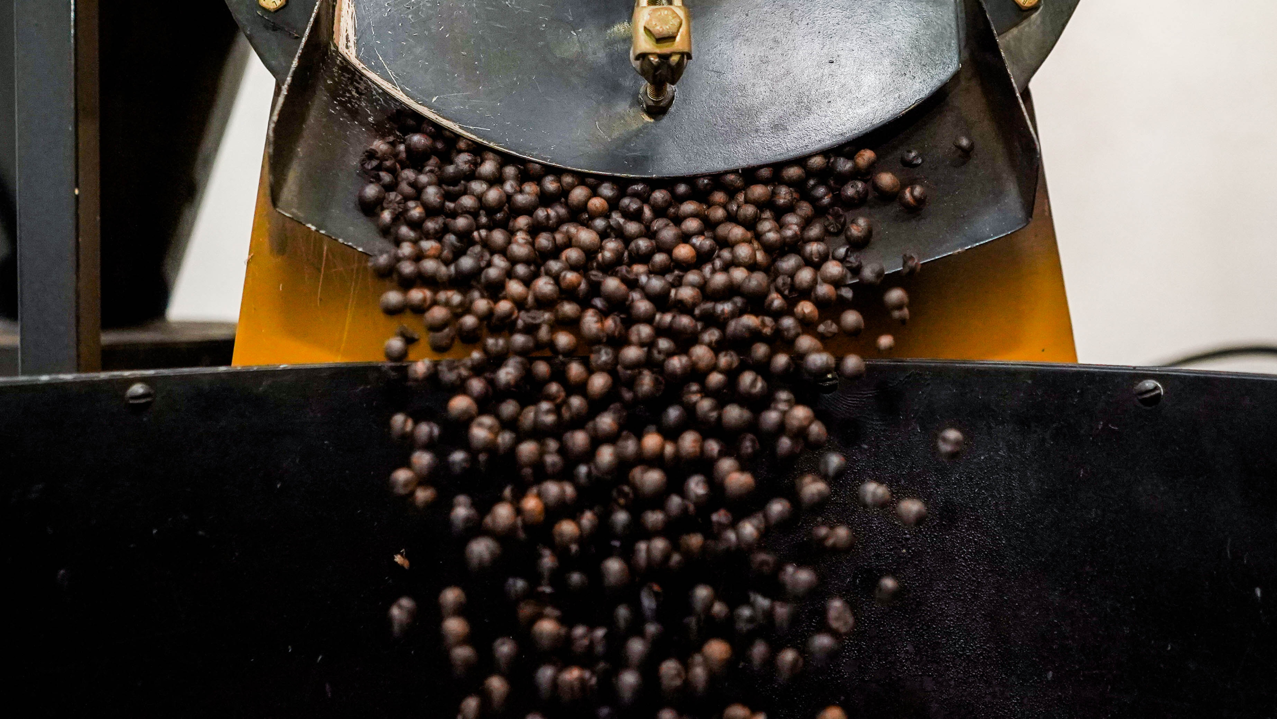 Vinho, café, fertilizante e tecnologia na colheita: versatilidade do açaí inspira empreendedores da Amazônia | Cidade AC News – Notícias do Acre