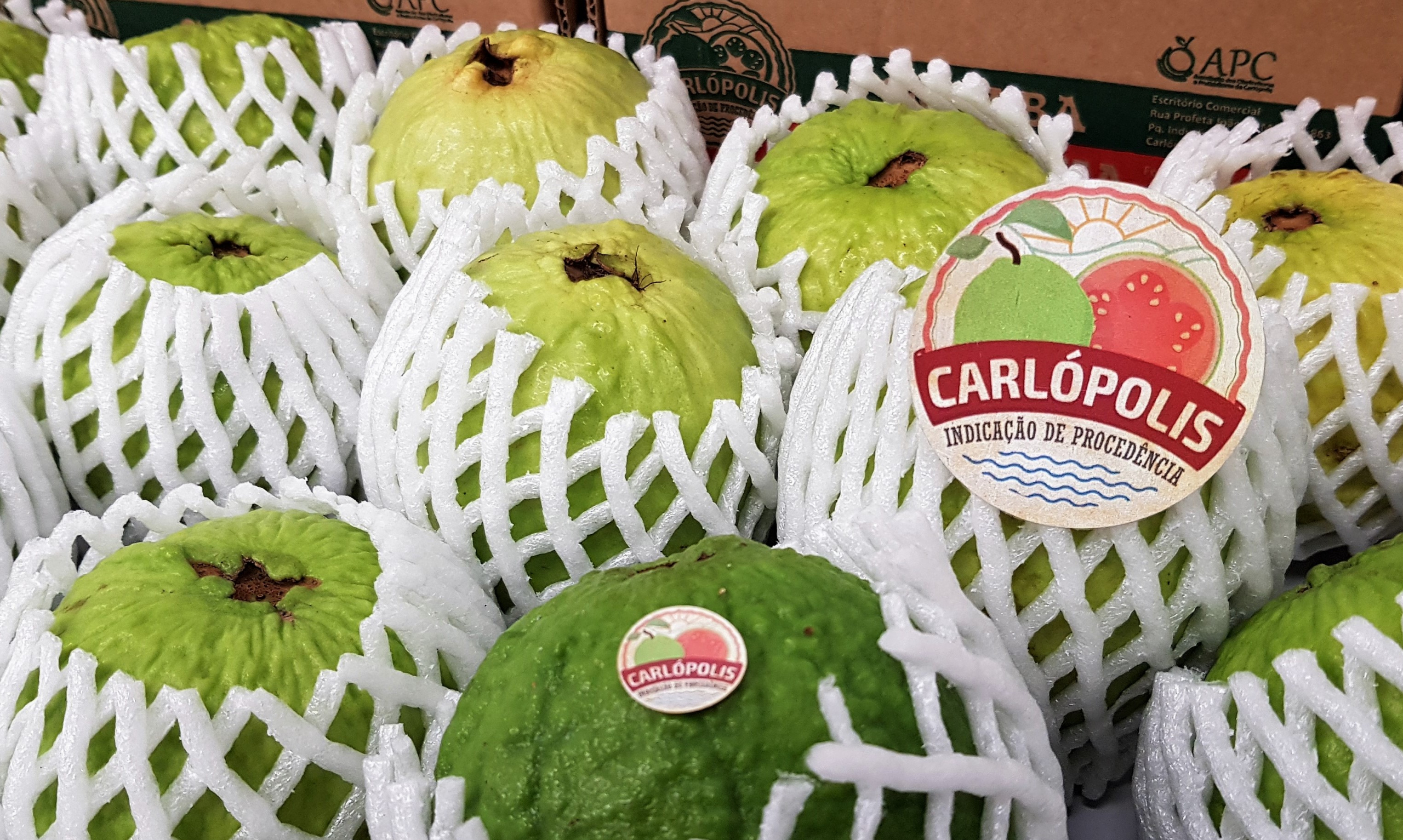 Na Espanha, goiaba de Carlópolis abre mercados e atrai novos compradores | Cidade AC News – Notícias do Acre