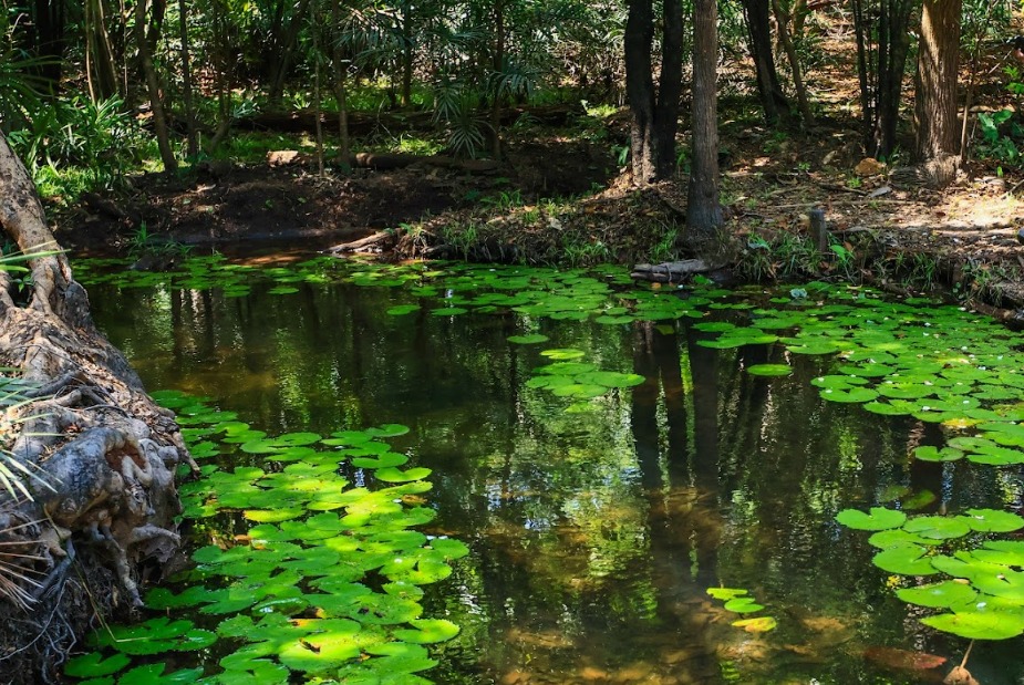 Escola da Floresta: onde a Amazônia é a sala de aula e o futuro é sustentável | Cidade AC News – Notícias do Acre