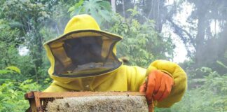 governo-incentiva-cadeia-produtiva-do-mel-com-visita-tecnica-a-apiarios-e-meliponarios