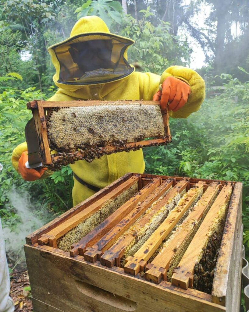 governo-incentiva-cadeia-produtiva-do-mel-com-visita-tecnica-a-apiarios-e-meliponarios