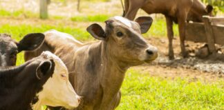 dia-de-campo-do-6o-cipel-reune-produtores-e-especialistas-e-reforca-compromisso-com-desenvolvimento-sustentavel-da-pecuaria-leiteira
