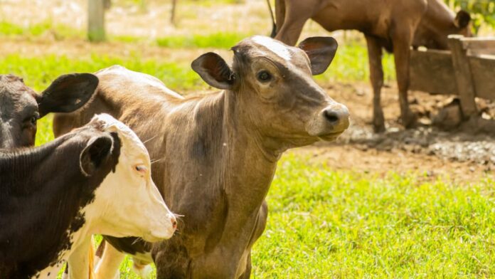 dia-de-campo-do-6o-cipel-reune-produtores-e-especialistas-e-reforca-compromisso-com-desenvolvimento-sustentavel-da-pecuaria-leiteira