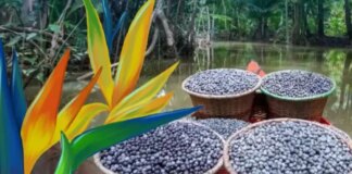 resiliencia-climatica-e-economia-circular-sao-temas-de-publicacoes-do-sebrae-lancadas-na-cop30