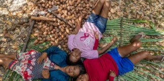 bioeconomia-nos-cocais:-industria-sustentavel-do-babacu-gera-renda-e-qualidade-de-vida