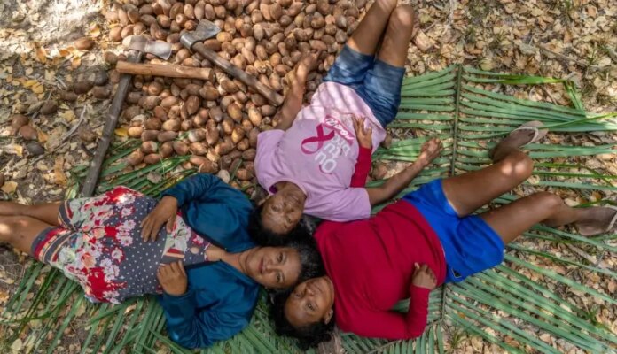 bioeconomia-nos-cocais:-industria-sustentavel-do-babacu-gera-renda-e-qualidade-de-vida bioeconomia-nos-cocais:-industria-sustentavel-do-babacu-gera-renda-e-qualidade-de-vida