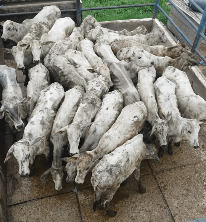 policia-civil-prende-homem-por-fraude-fiscal-e-falsidade-ideologica-em-operacao-conjunta-com-sefaz-e-idaf