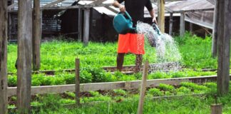 trabalho-em-horta-e-ferramenta-para-ressocializacao-de-homens-privados-de-liberdade-em-rio-branco