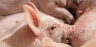 exportacoes-de-carne-suina-sobem-10,1%-em-outubro