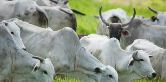 preco-do-boi-gordo-comeca-a-semana-com-estabilidade