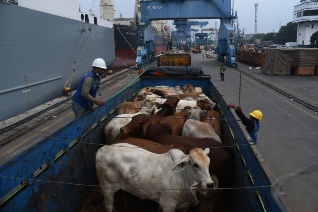 preco-do-boi-gordo-segue-sem-alteracoes;-cotacao-da-vaca-aumenta-em-sp