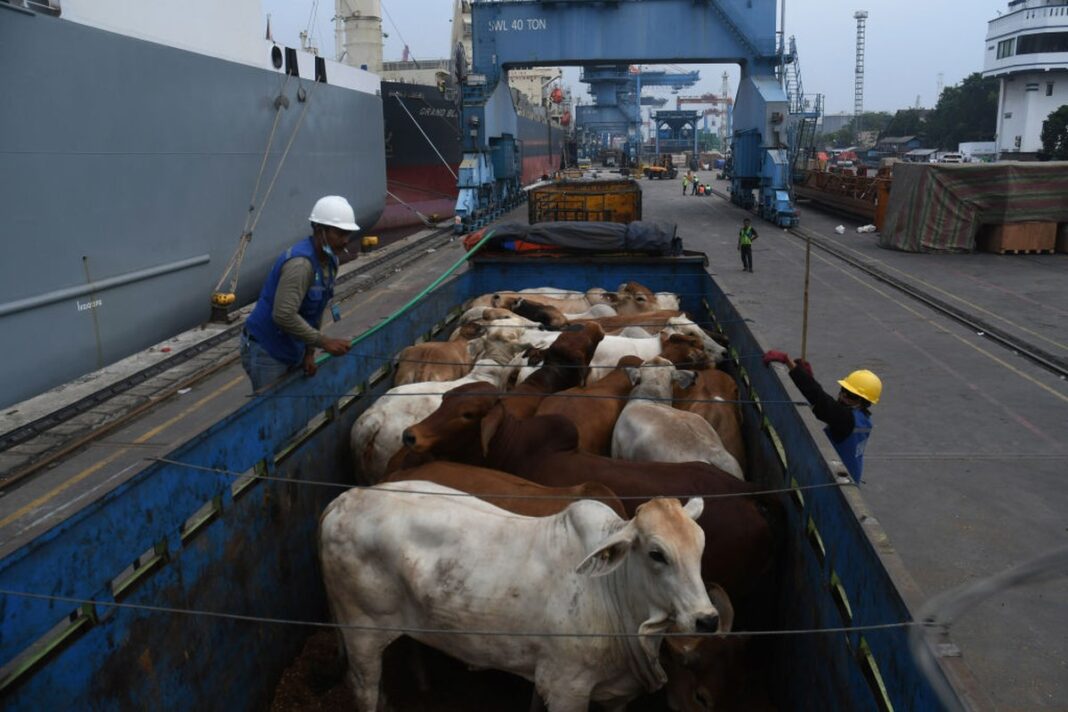 preco-do-boi-gordo-segue-sem-alteracoes;-cotacao-da-vaca-aumenta-em-sp