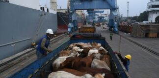 preco-do-boi-gordo-segue-sem-alteracoes;-cotacao-da-vaca-aumenta-em-sp