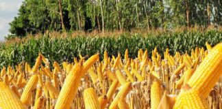 soja-e-milho-recuam-em-chicago-mesmo-com-reducao-nas-estimativas-de-safra-dos-eua