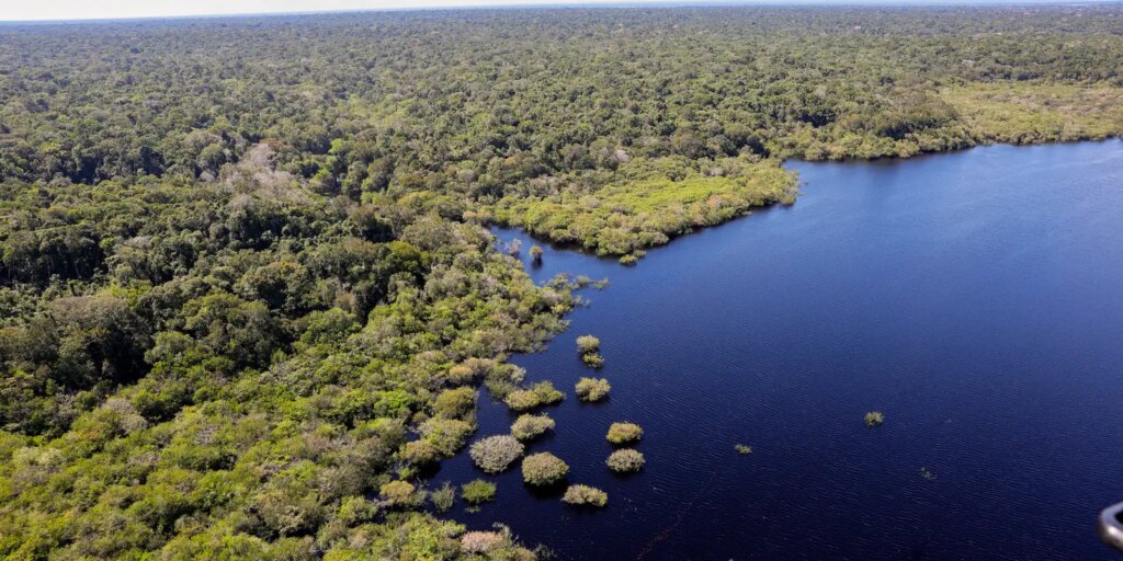 cop30:-quarto-leilao-do-eco-invest-tera-foco-exclusivo-na-amazonia