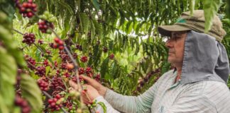 cafe-acreano-cresce-146%-em-7-anos-e-muda-realidade-do-homem-do-campo