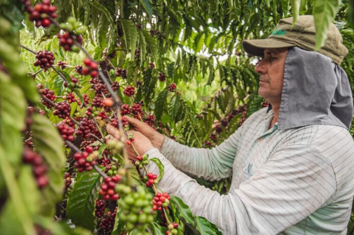 cafe-acreano-cresce-146%-em-7-anos-e-muda-realidade-do-homem-do-campo