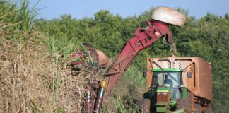Produtores de cana do Nordeste falam em crise após queda no preço do açúcar produtores-de-cana-do-nordeste-falam-em-crise-apos-queda-no-preco-do-acucar
