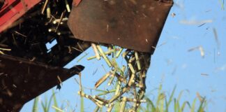 queda-no-preco-do-acucar-acende-alerta-para-produtores-de-cana-do-nordeste;-ouca-o-comentario