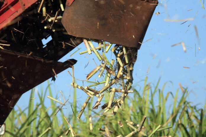 queda-no-preco-do-acucar-acende-alerta-para-produtores-de-cana-do-nordeste;-ouca-o-comentario queda-no-preco-do-acucar-acende-alerta-para-produtores-de-cana-do-nordeste;-ouca-o-comentario