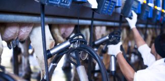 rio-grande-do-sul-anuncia-compra-publica-de-2,2-mil-toneladas-de-leite