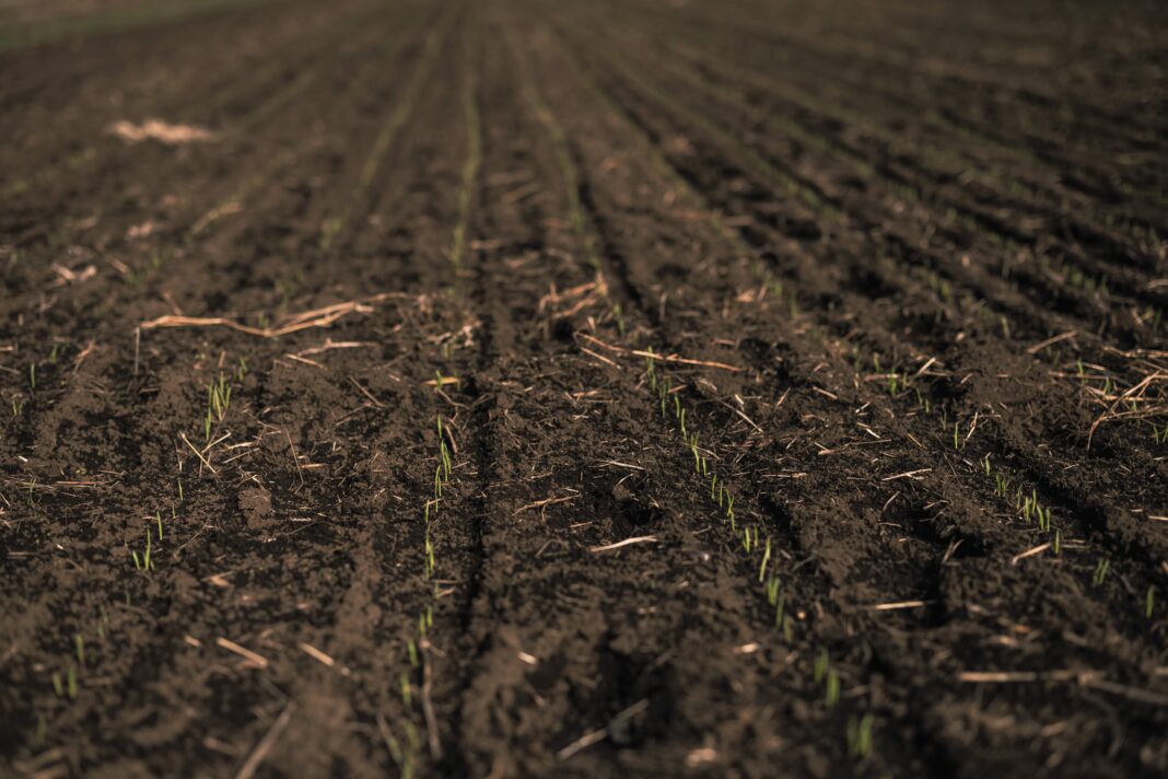 adesao-ao-raiz-foi-satisfatoria-e-novos-paises-devem-entrar,-diz-agroicone,-parceira-tecnica-do-programa