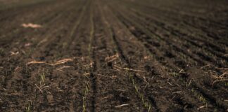 adesao-ao-raiz-foi-satisfatoria-e-novos-paises-devem-entrar,-diz-agroicone,-parceira-tecnica-do-programa