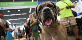 stf-suspende-lei-sobre-transporte-aereo-de-animais-de-apoio-emocional