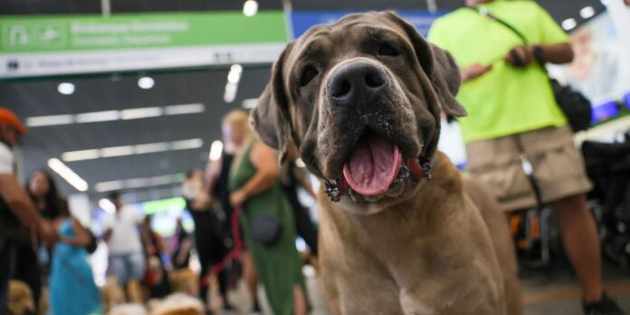 stf-suspende-lei-sobre-transporte-aereo-de-animais-de-apoio-emocional