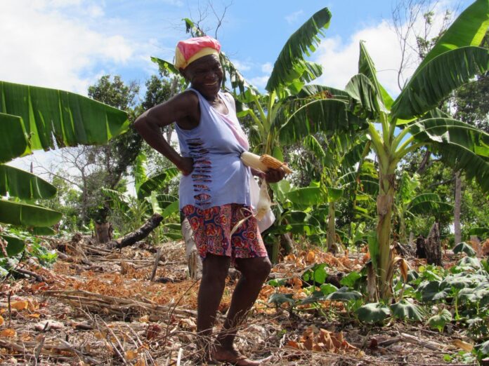como-o-manejo-agroecologico-de-quilombolas-pode-combater-o-racismo-ambiental como-o-manejo-agroecologico-de-quilombolas-pode-combater-o-racismo-ambiental