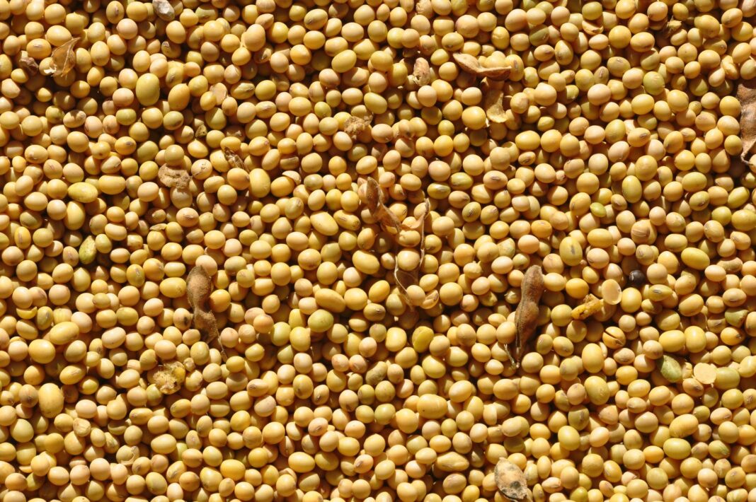 graos-operam-em-queda-na-bolsa-de-chicago