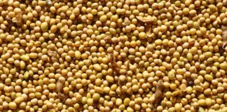 graos-operam-em-queda-na-bolsa-de-chicago