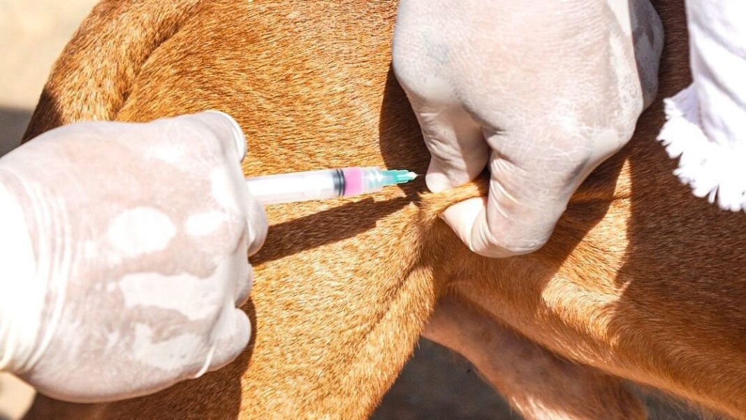 prefeitura-de-rio-branco-intensifica-vacinacao-antirrabica-e-ultrapassa-80%-de-cobertura-em-caes-e-gatos