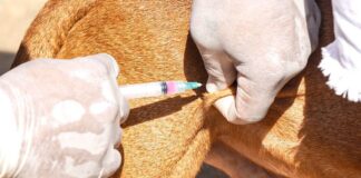 prefeitura-de-rio-branco-intensifica-vacinacao-antirrabica-e-ultrapassa-80%-de-cobertura-em-caes-e-gatos