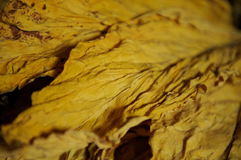 safra-de-tabaco-deve-ser-quase-5%-menor-no-sul-do-pais-em-razao-do-clima