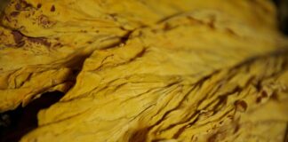 safra-de-tabaco-deve-ser-quase-5%-menor-no-sul-do-pais-em-razao-do-clima
