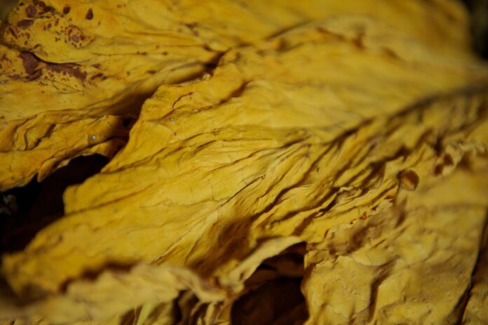 safra-de-tabaco-deve-ser-quase-5%-menor-no-sul-do-pais-em-razao-do-clima