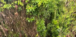 policia-civil-elucida-homicidio-de-homem-desaparecido-em-brasileia,-suspeitos-usavam-tornozeleira-eletronica