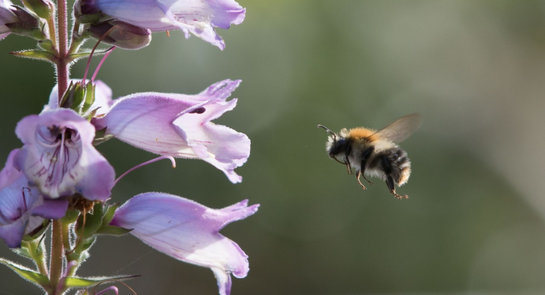 as-abelhas-sabem-que-horas-sao?-estudo-sugere-que-sim