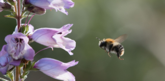 as-abelhas-sabem-que-horas-sao?-estudo-sugere-que-sim