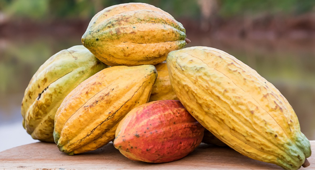 cacau-tem-nova-queda-e-cotacao-ronda-os-us$-5-mil-em-nova-york