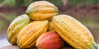 cacau-tem-nova-queda-e-cotacao-ronda-os-us$-5-mil-em-nova-york