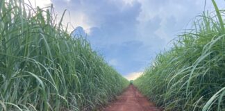 duas-novas-variedades-de-cana-apresentam-alto-potencial-produtivo