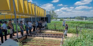 bayer-lanca-soja-intacta-5+,-prevista-para-a-safra-2027/28