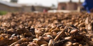 cacau-sobe-quase-5%-na-abertura-da-bolsa-de-nova-york