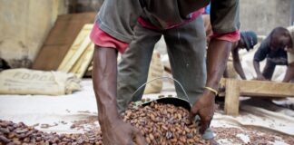 organizacao-reduz-estimativa-de-superavit-na-producao-de-cacau-em-2024/25