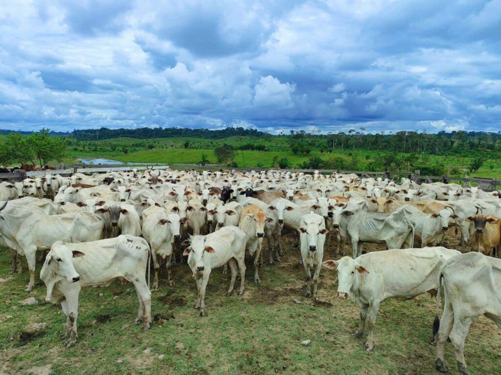 idaf-prorroga-prazo-para-declaracao-de-rebanhos-e-reforca-campanha-de-vacinacao-contra-a-brucelose-no-acre